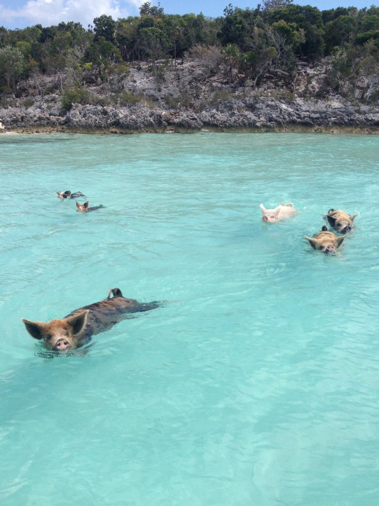Best Beaches to see unique Animals, Exuma, Bahamas, Swimming Pigs, Flamingos in Aruba