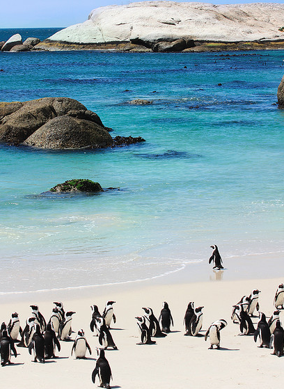 The Daydream Diaries- 5 best beaches to get upclose and personal with animals