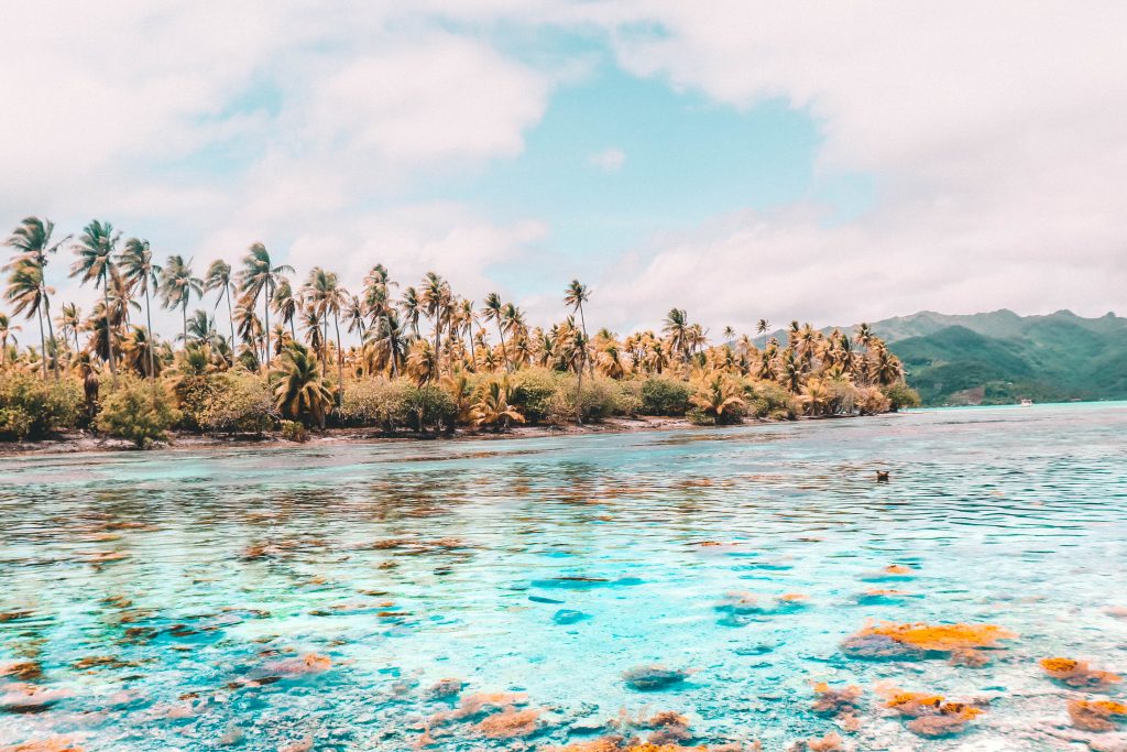 Tahiti Food, Traditional French Polynesia Food, Food in French Polynesia,  Tahitian Food