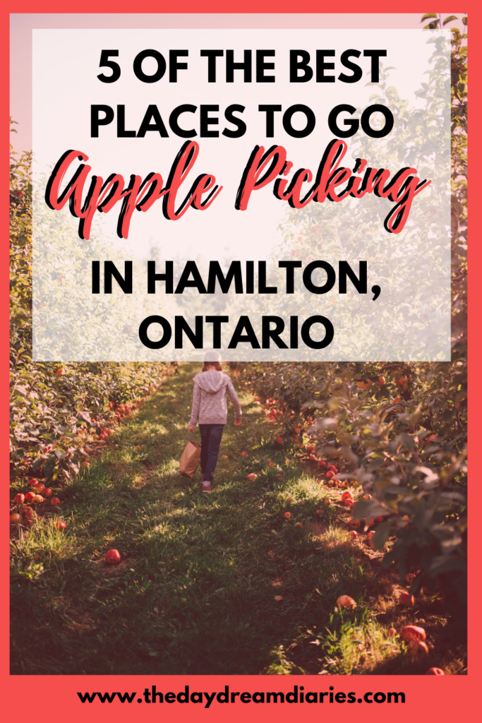 Apple Picking in Hamilton