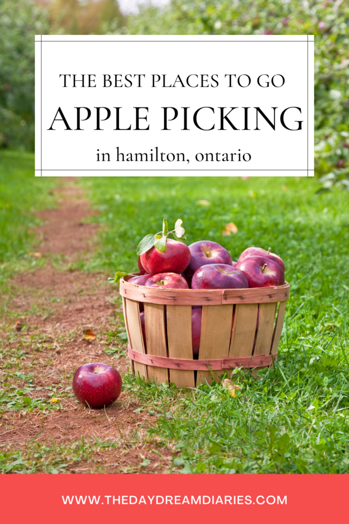 Apple Picking in Hamilton