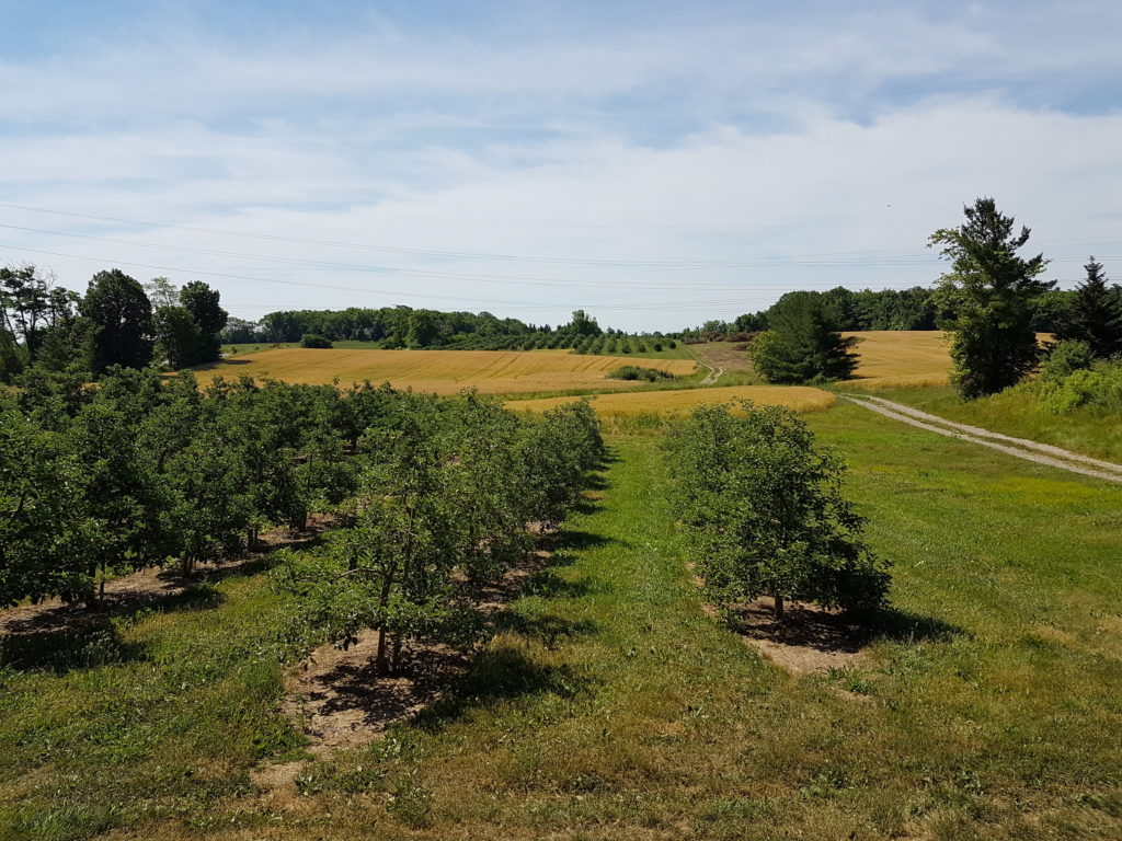 Apple Picking in Hamilton