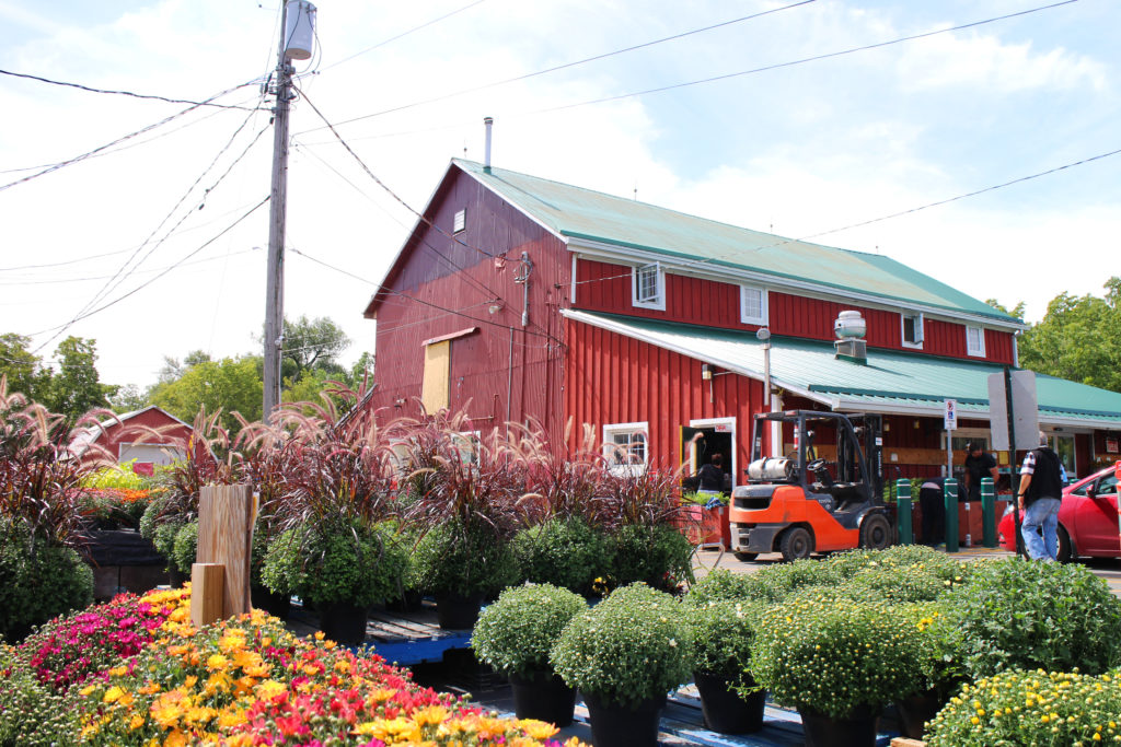 Apple Picking in Hamilton Ontario