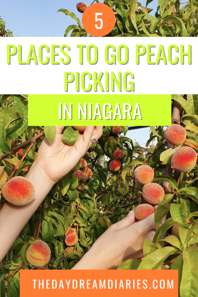 Places to go peach picking in Niagara