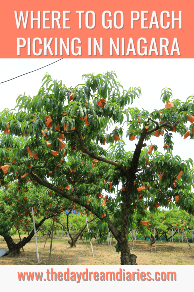 Places to go peach picking in Niagara