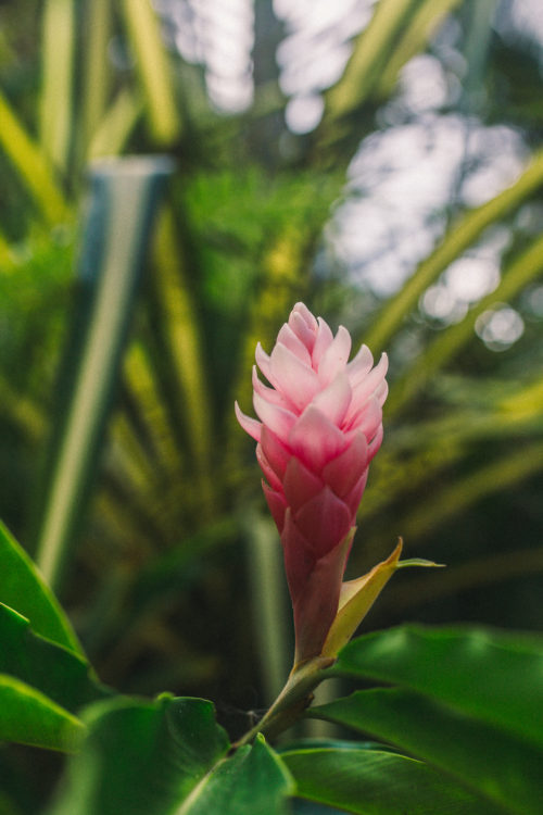 The Ultimate Guide to Montego Bay, Jamaica • The Daydream Diaries