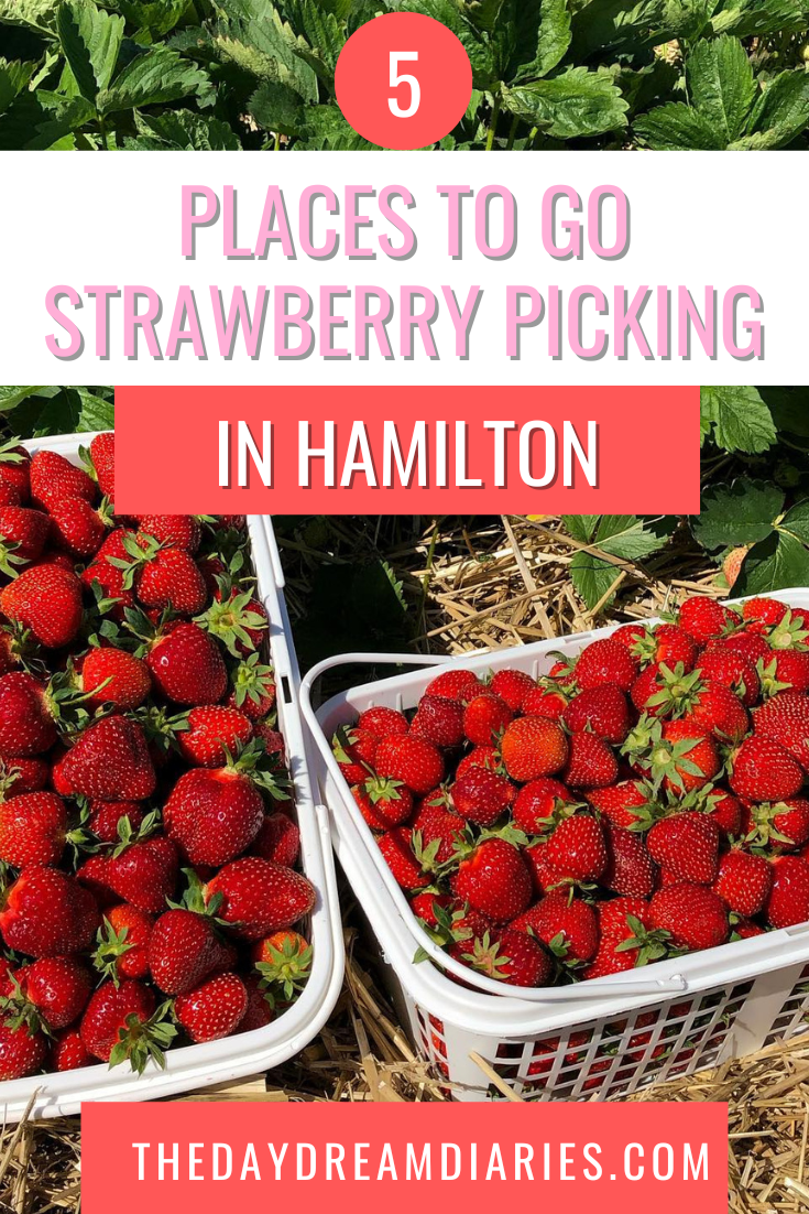 Strawberry Picking in Hamilton, Ontario 5 Amazing Places to Visit