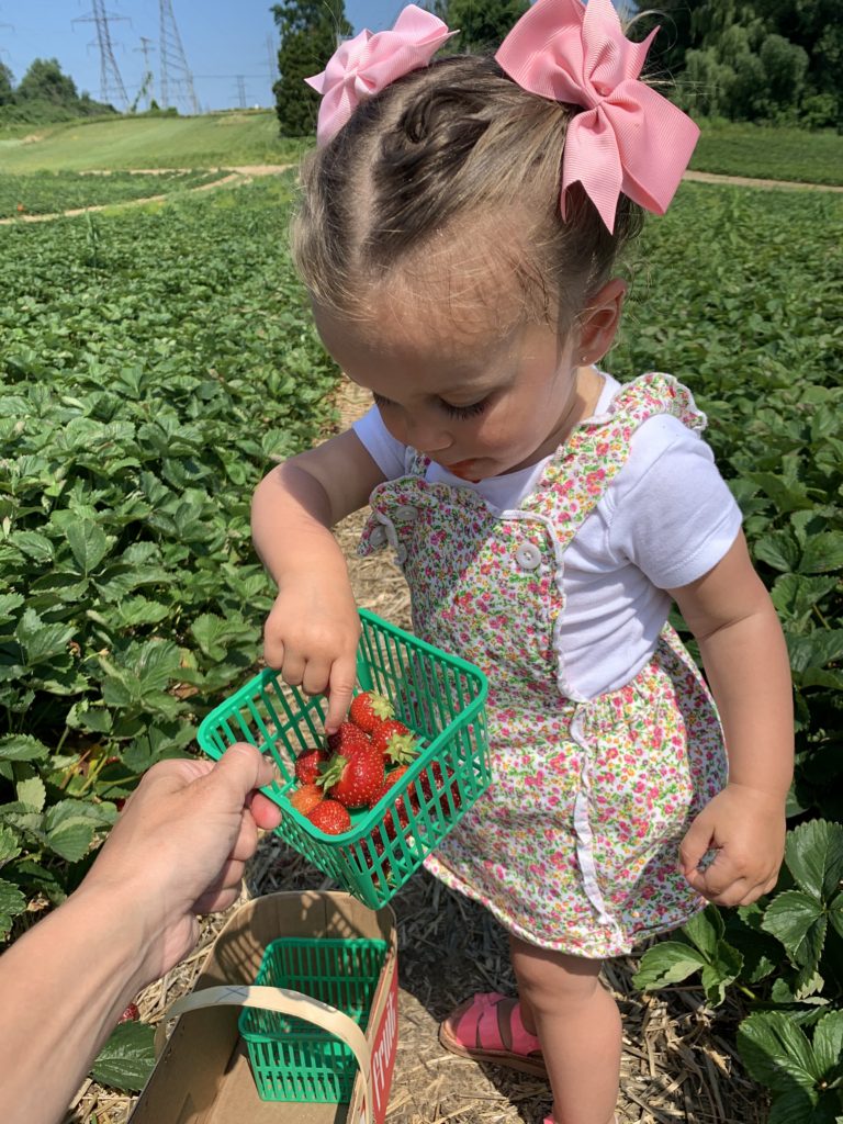 Strawberry Picking at Brantwood Farms