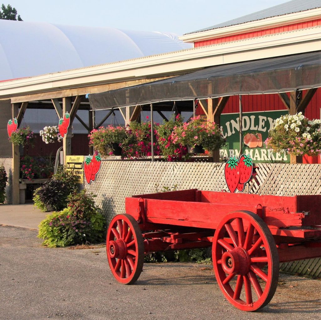 Strawberry Picking in Hamilton Ontario