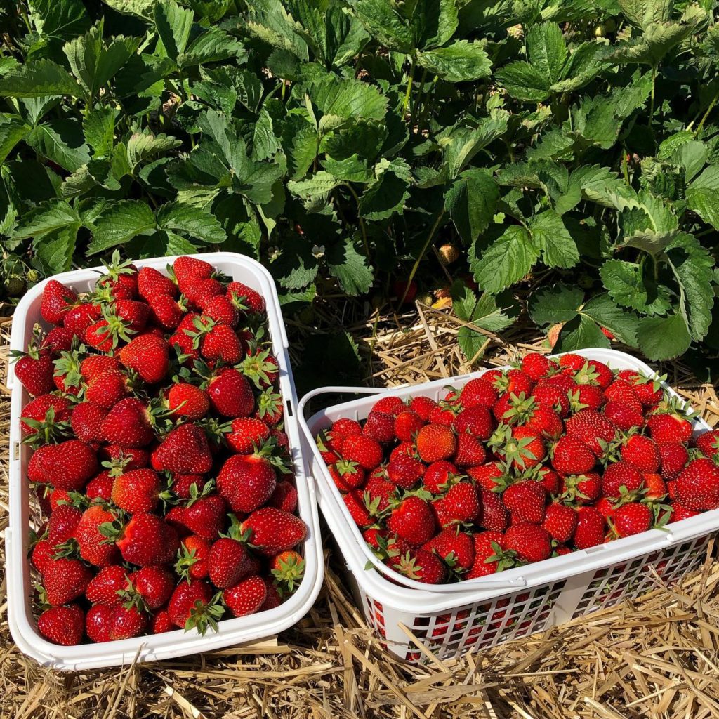 Strawberry Picking at Brantwood Farms