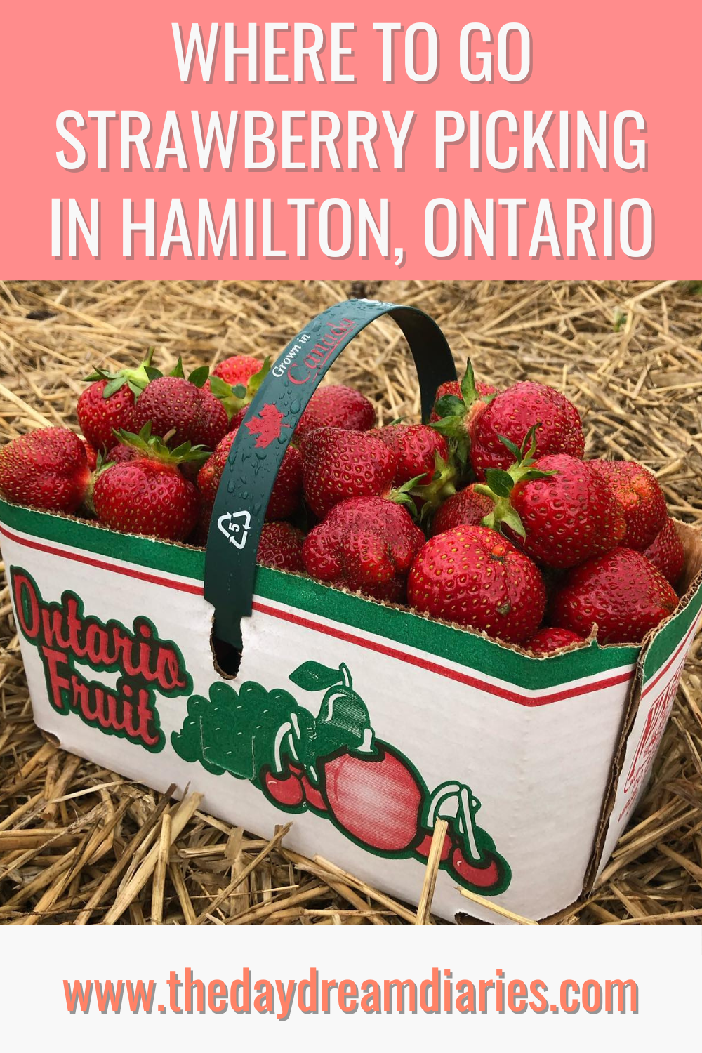 Strawberry Picking in Hamilton, Ontario 5 Amazing Places to Visit! • The Daydream Diaries