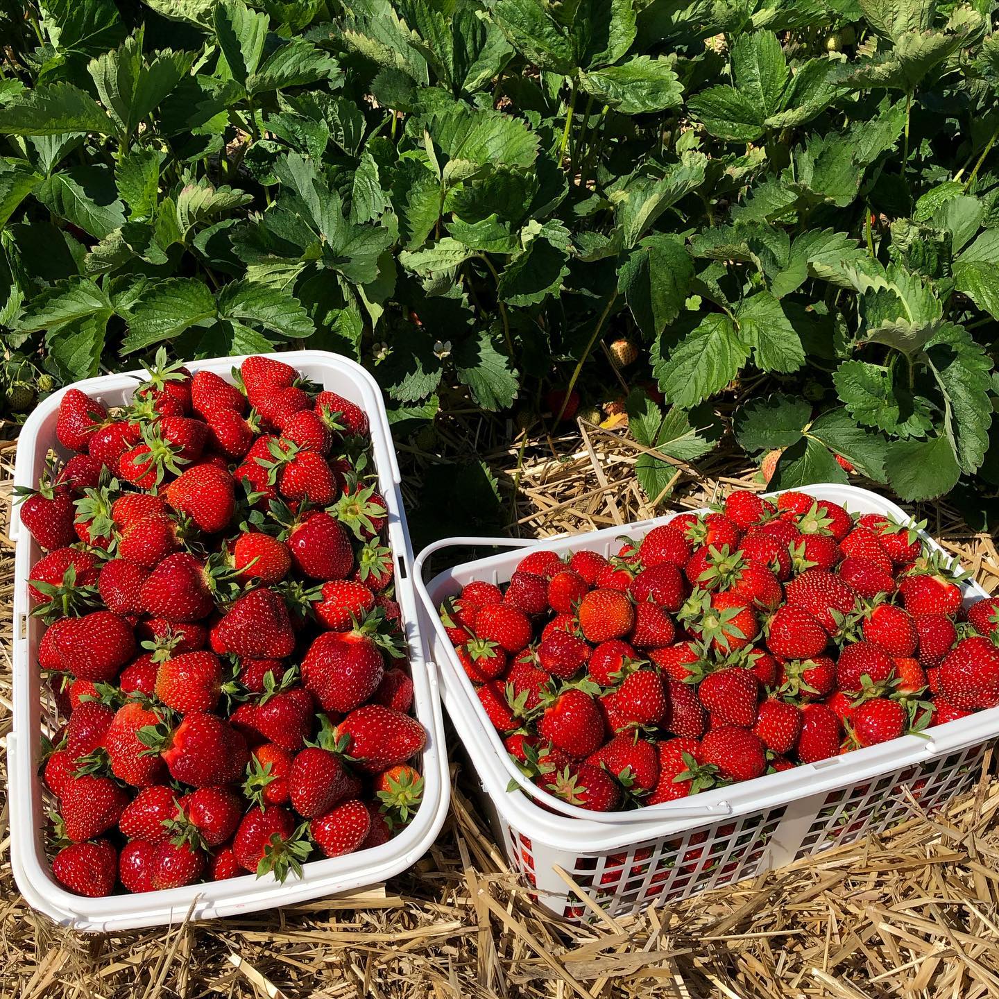 Strawberry Picking In Hamilton Ontario 5 Amazing Places To Visit   Strawberry Picking In Hamilton 