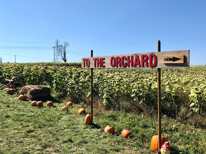 Pumpkin Patches near Hamilton