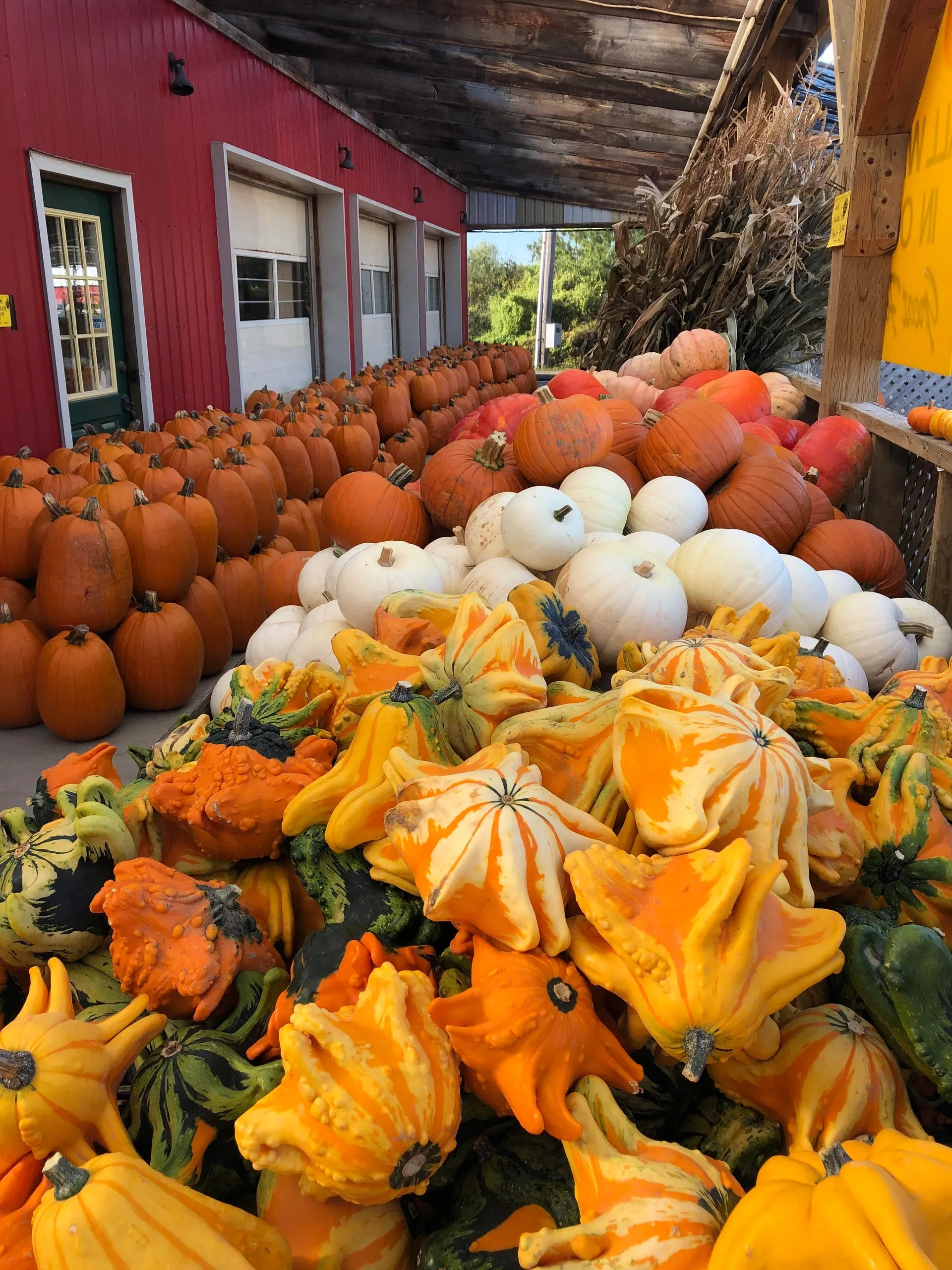 Pumpkin Patches in Hamilton