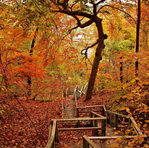 Fall Colours in Toronto