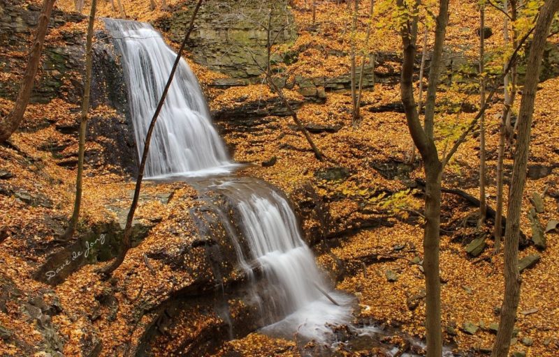 Fall Colours in Hamilton Ontario