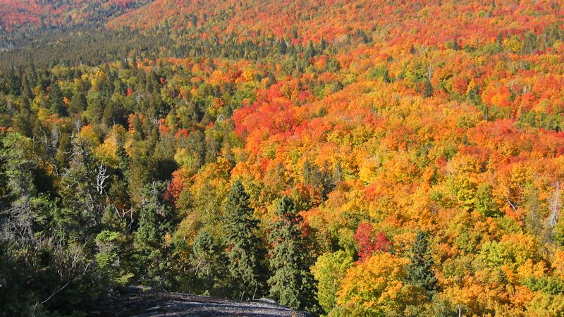 Fall Colours in Ontario