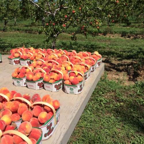 Peach Picking in Niagara