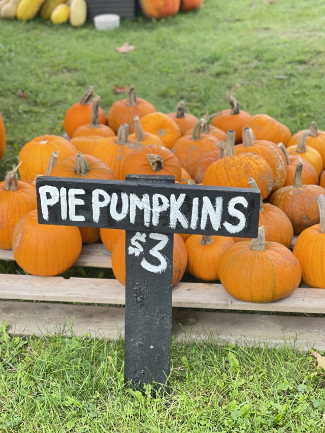 7 Of The Cutest Pumpkin Patches in Hamilton Ontario ( 2024)