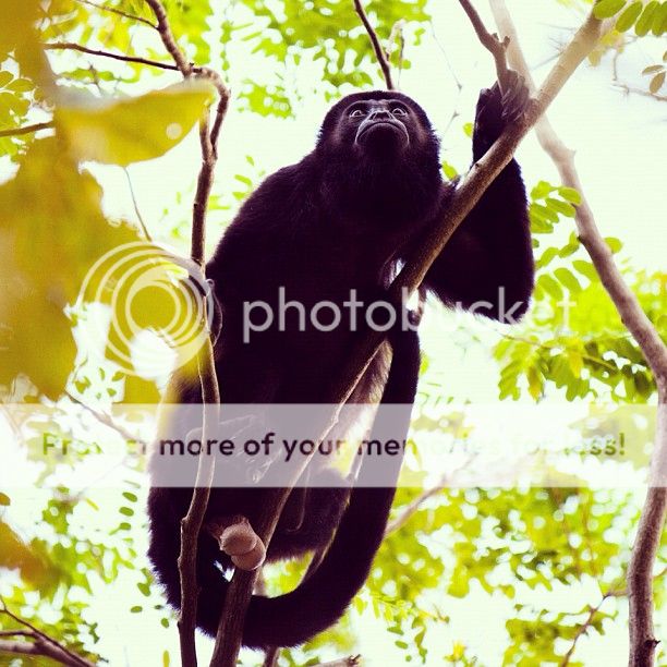  photo 530685_392256357535248_1781269454_n.jpg