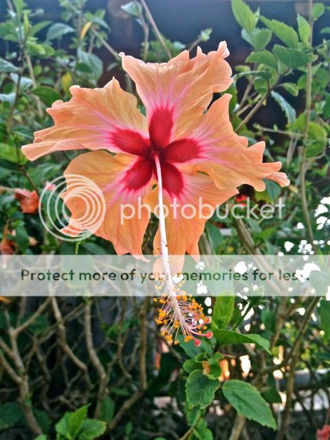 costa rica, marisa mercanti, toronto blogger, los  photo IMG_7387.jpg