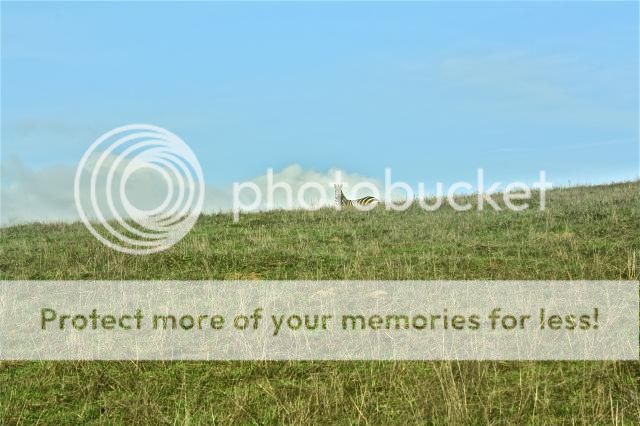 marisa mercanti, c'est girl so chic, fashion blogger, travel blogger toronto, fashion blogger toronto, california road trip marisa merchant, heart castle, PCH, pacific coast highway, hamilton ontario blogger, marisa, photo IMG_8719.jpg